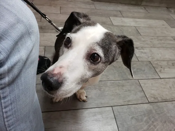 Town & Country Veterinary Clinic Picture 4