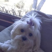 Arlington Heights Veterinary Hospital - North ico