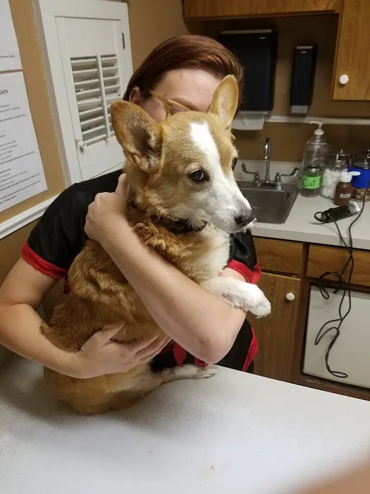 Arlington Heights Veterinary Hospital - North Picture 3