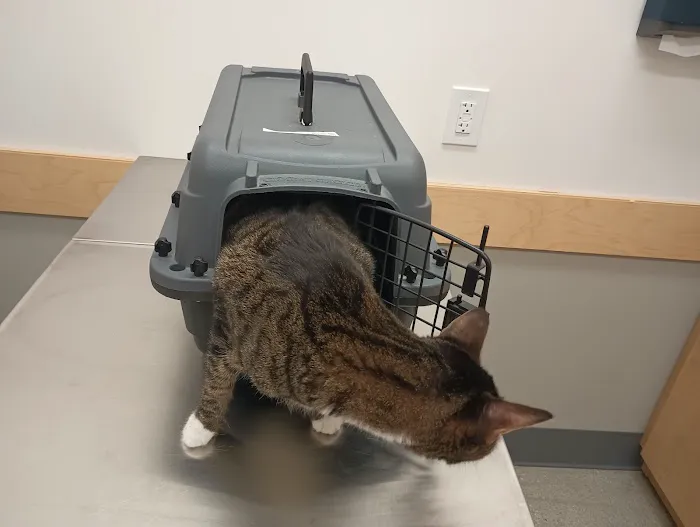 Arlington Heights Veterinary Hospital - North Picture 7