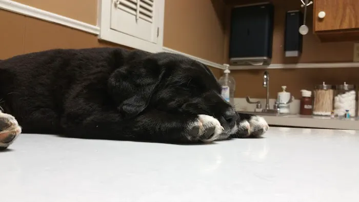 Arlington Heights Veterinary Hospital - North Picture 5