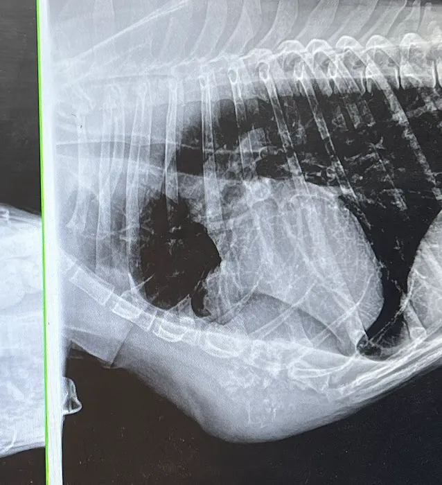 St Francis Pet Hospital - Centerton Picture 4