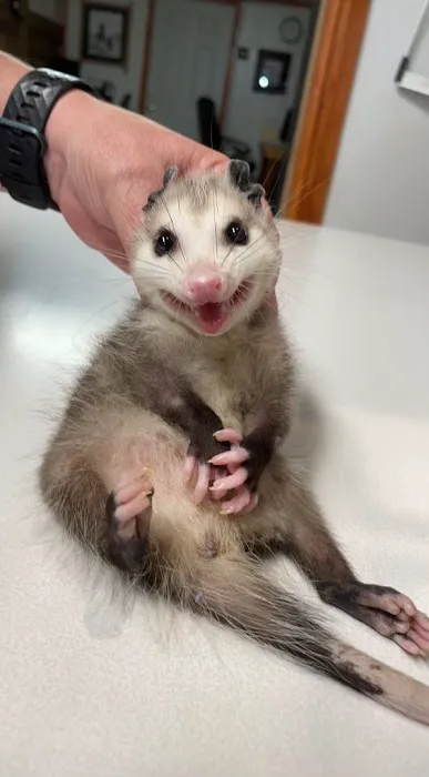 St Francis Pet Hospital - Centerton Picture 8