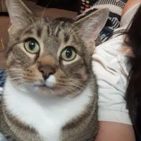 Country Critters Veterinary ico