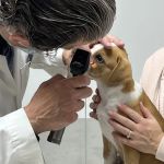 Associated Animal Clinic of Indiana Inc - Larry Reyman,DVM