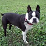 Mooresville Animal Hospital