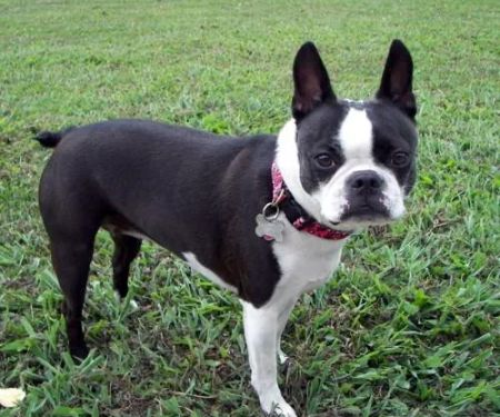 Mooresville Animal Hospital