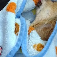 Eminence Animal Hospital ico