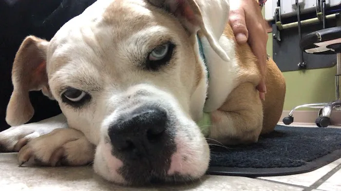Saint Francis Pet Hospital, Camby Picture 5
