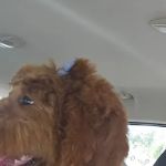 Saint Francis Pet Hospital, Camby