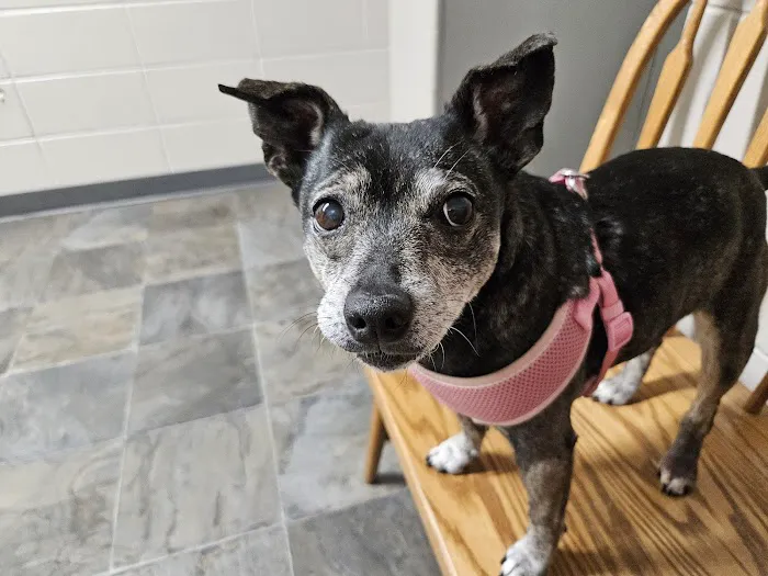 Saint Francis Pet Hospital, Camby Picture 8