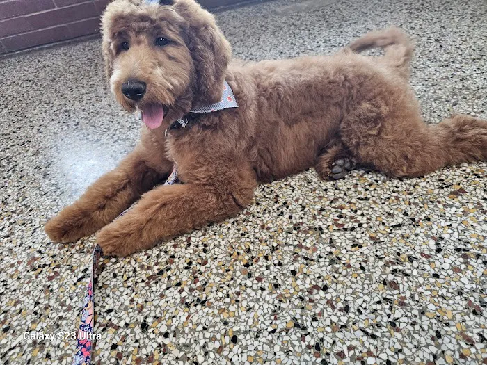 Saint Francis Pet Hospital, Camby Picture 7