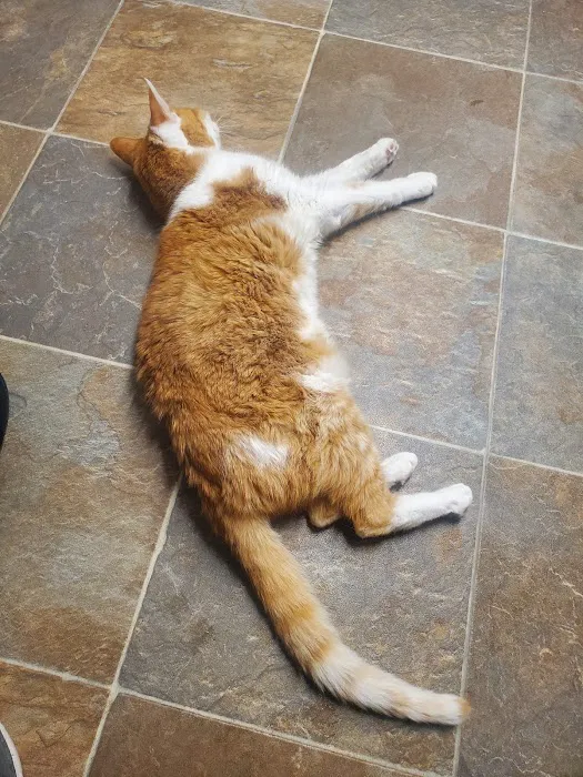 Saint Francis Pet Hospital, Camby Picture 3