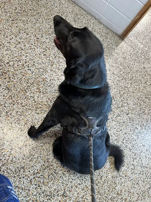 Saint Francis Pet Hospital, Camby Picture 4
