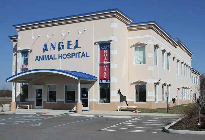 Angel Animal Hospital Picture 3