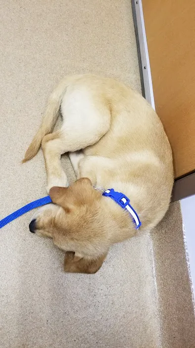 Angel Animal Hospital Picture 2