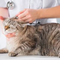 Banfield Pet Hospital ico