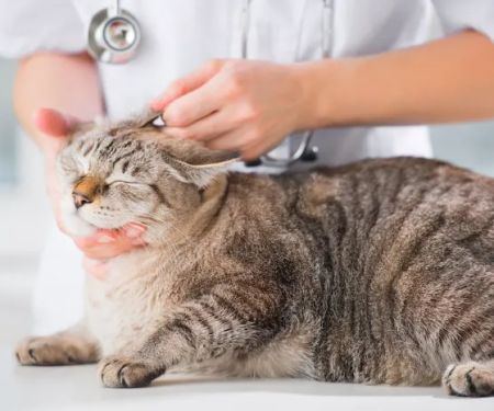 Banfield Pet Hospital
