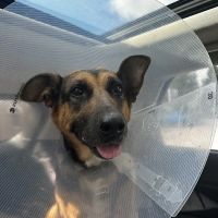 Veterinary Specialty & Emergency Care South - Open 24 Hours ico