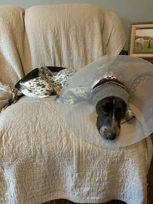 Veterinary Specialty & Emergency Care South - Open 24 Hours Picture 7