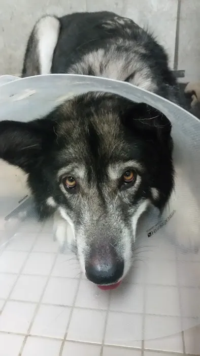 Noah's Stop 11 Animal Hospital Picture 3