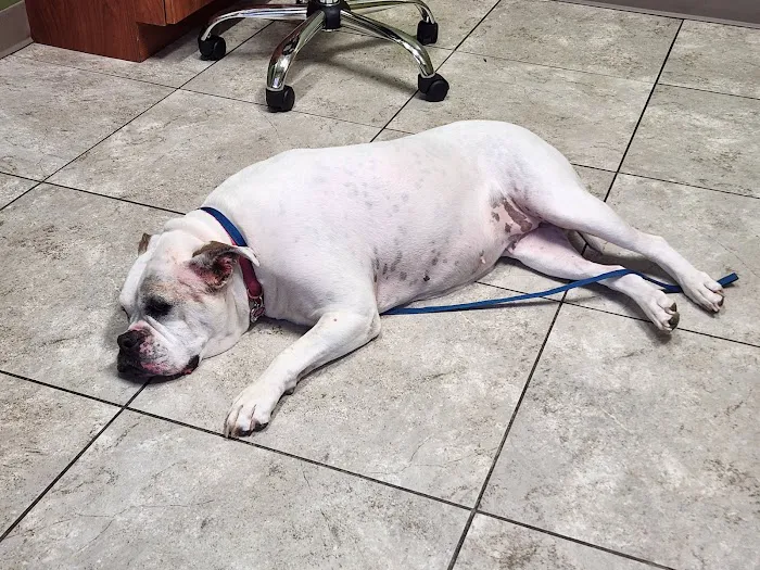 Noah's Stop 11 Animal Hospital Picture 2