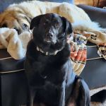 Royer Veterinary Services