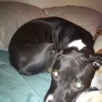 Hayes Veterinary Service