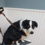 Vincennes Veterinary Clinic