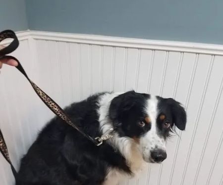 Vincennes Veterinary Clinic