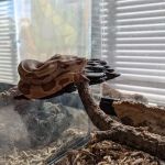 Wabash River Reptiles and Aquatics