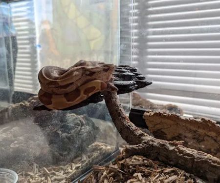 Wabash River Reptiles and Aquatics