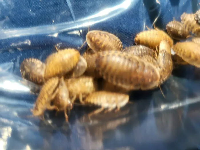 Wabash River Reptiles and Aquatics Picture 8
