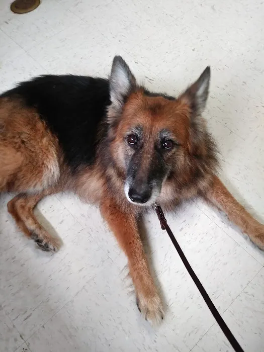 Southgate Veterinary Clinic Picture 10