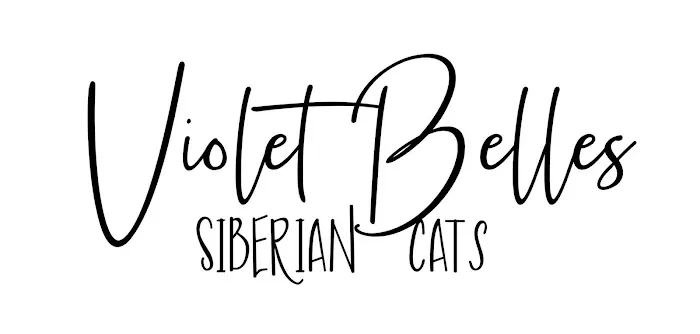 Violet Belles Siberian Cats Picture 2
