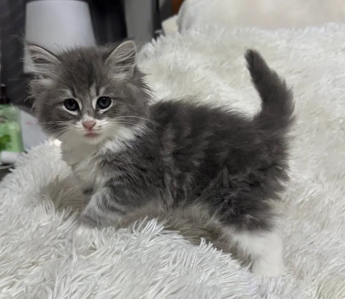 Violet Belles Siberian Cats Picture 1