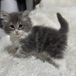 Violet Belles Siberian Cats