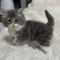 Violet Belles Siberian Cats ico
