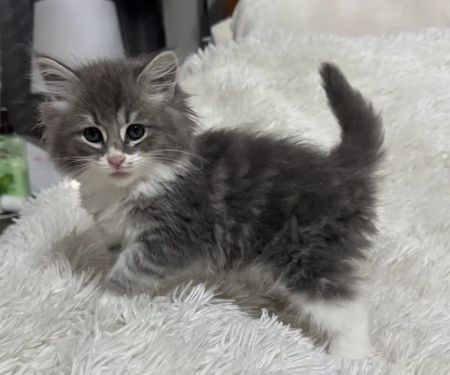 Violet Belles Siberian Cats