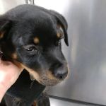 Princeton Veterinary Hospital