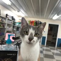 County Seat Veterinary Hospital ico