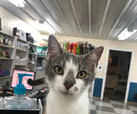County Seat Veterinary Hospital
