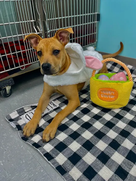 VetCheck Pet Urgent Care Center - Indianapolis Picture 8