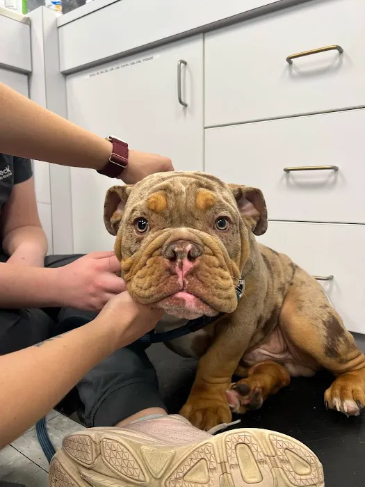 VetCheck Pet Urgent Care Center - Indianapolis Picture 9