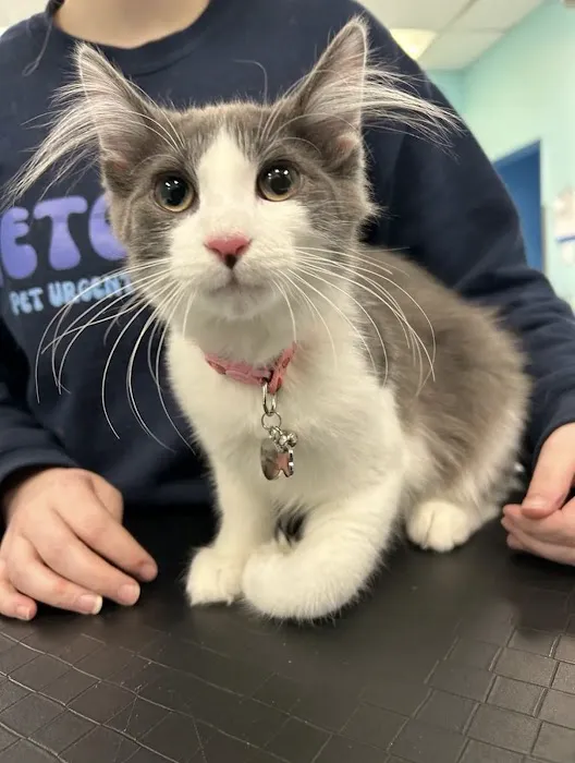 VetCheck Pet Urgent Care Center - Indianapolis Picture 5