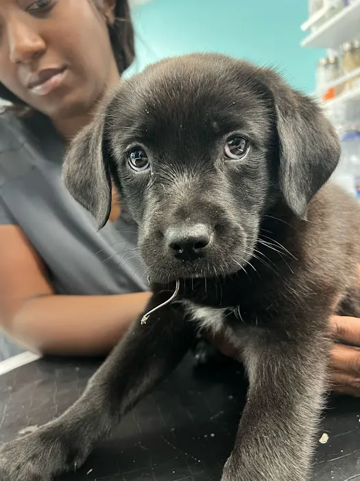 VetCheck Pet Urgent Care Center - Indianapolis Picture 1