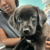 VetCheck Pet Urgent Care Center - Indianapolis ico