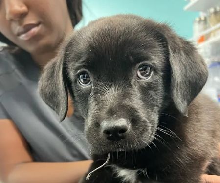 VetCheck Pet Urgent Care Center - Indianapolis