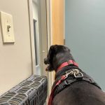 IndyVet Emergency & Specialty Hospital