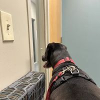 IndyVet Emergency & Specialty Hospital ico